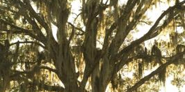 Thinkstock/Comstock/Getty Images Spanish moss can add beauty and elegance to a tree.