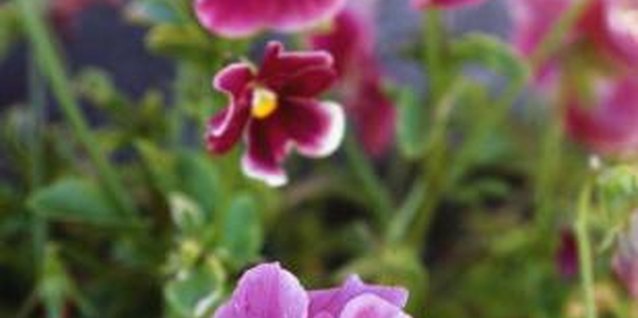 Jupiterimages/Photos.com/Getty Images Pansies, with their vibrant colors and delicate petals, can be quite hardy.