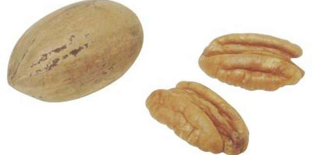 Hemera Technologies/PhotoObjects.net/Getty Images Pecan trees thrive in full sun to partial shade.