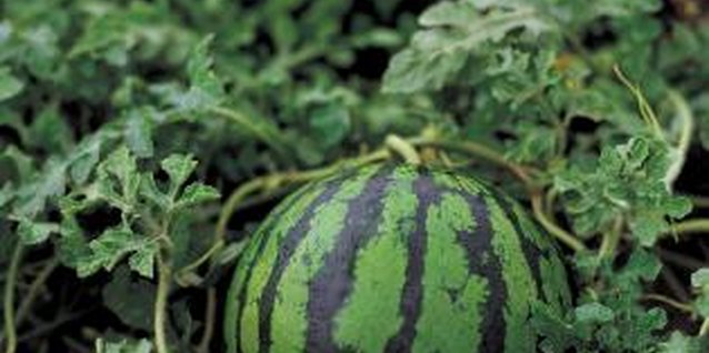 Jupiterimages/Photos.com/Getty Images Vines that produce watermelons need certain conditions.