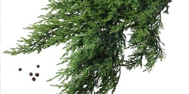 Brand X Pictures/Brand X Pictures/Getty Images Several juniper cultivars grow wider than they do tall.