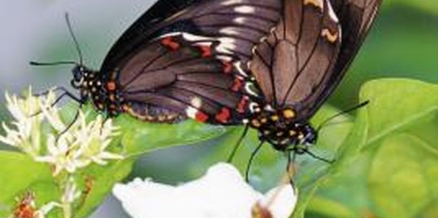 Medioimages/Photodisc/Photodisc/Getty Images Butterflies are one of the world's most beautiful insects.