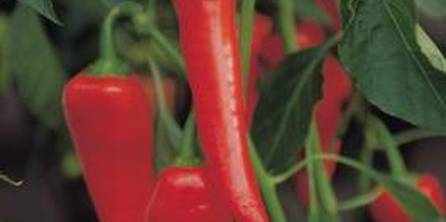 Jupiterimages/Photos.com/Getty Images Leave an inch of stem when harvesting ripe chilies for threading to dry the fruits.