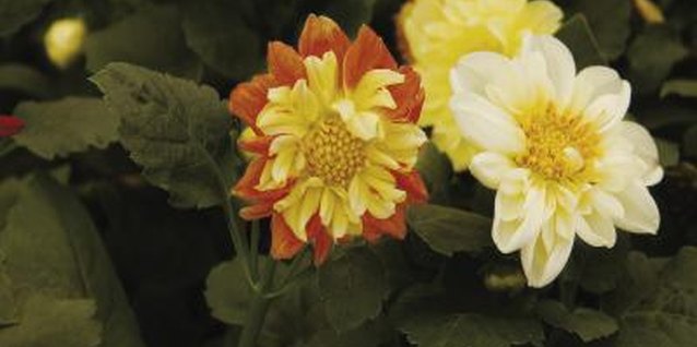 Medioimages/Photodisc/Valueline/Getty Images Dahlias produce showy orange, pink, purple, red, white or yellow flowers all summer long.