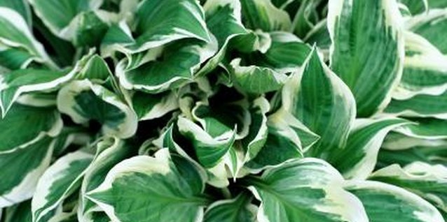 Jupiterimages/liquidlibrary/Getty Images Hostas spread and multiply, making their removal more difficult.