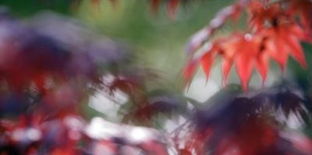 Comstock Images/Comstock/Getty Images Have fall color in the spring and summer with a "Bloodgood" maple.