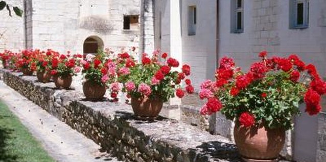 Hemera Technologies/AbleStock.com/Getty Images Bright red geraniums brighten up a gray wall.