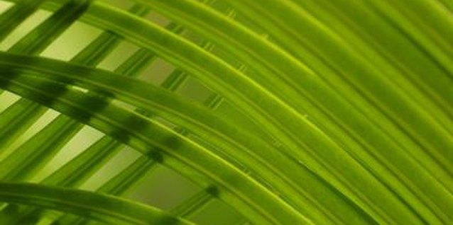 Photos.com/Photos.com/Getty Images Treat both sides of the palm fronds for mites.