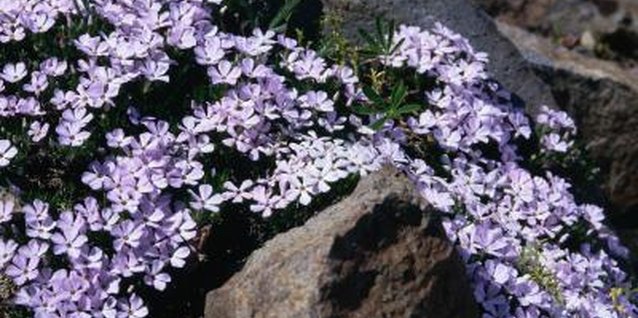 Jupiterimages/Photos.com/Getty Images Hardy ground covers are ideal for rock gardens.