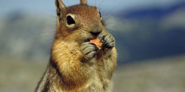 Ablestock.com/AbleStock.com/Getty Images Hot pepper spray can keep squirrels out of the garden.