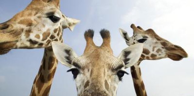Thinkstock/Comstock/Getty Images Any activity based on a zoo theme is a favorite of small children.