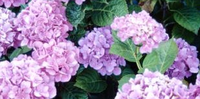 Jupiterimages/Photos.com/Getty Images When your hydrangea isn't blooming like it should, check for mealybugs.