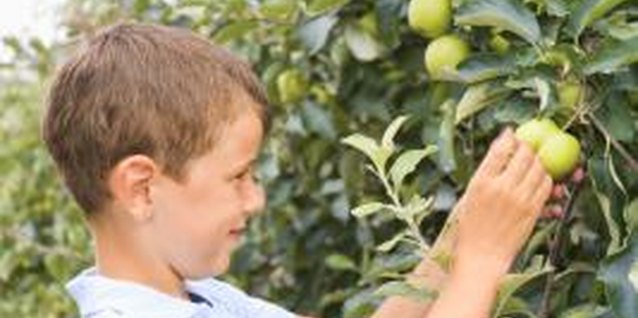 Jupiterimages/Creatas/Getty Images Keep fruit trees vigorous and healthy to prevent pest problems.