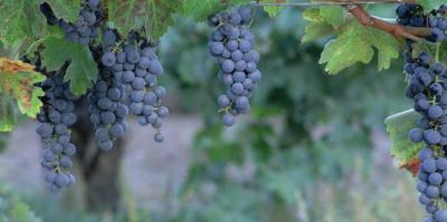 Brand X Pictures/Brand X Pictures/Getty Images For abundant fruit, grapes are best pruned in late winter.