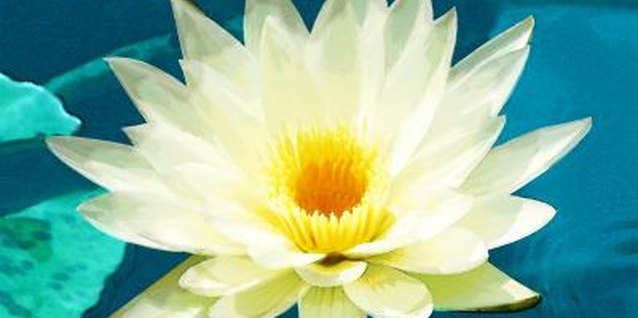 Medioimages/Photodisc/Photodisc/Getty Images Lotus flowers add color and charm to ponds and water gardens.
