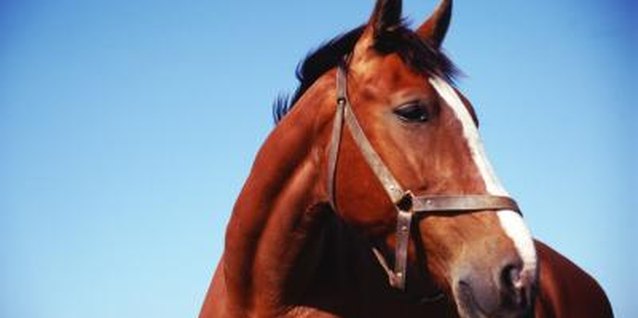 John Foxx/Stockbyte/Getty Images Horse-related activities abound in Lexington.