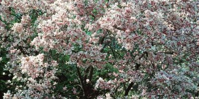 Photos.com/Photos.com/Getty Images The Yoshino cherry tree's delicate blossoms range from white to pale pink.