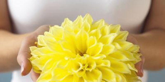 Brand X Pictures/Brand X Pictures/Getty Images Spectacular dinnerplate dahlias measure up to 12 inches in diameter.
