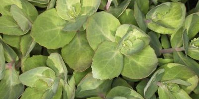 Ryan McVay/Photodisc/Getty Images Many varieties of the succulent sedum are appropriate for small side yards.