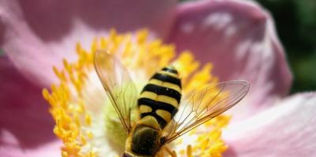 Jupiterimages/Photos.com/Getty Images Careful timing of insecticide application can minimize pyrethrum’s harmfulness to bees.