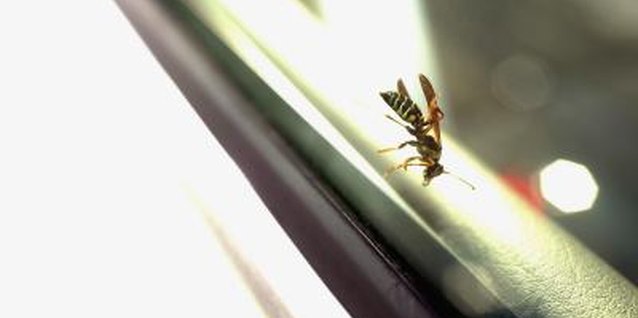 Medioimages/Photodisc/Photodisc/Getty Images Wasps are pesky bugs that need to be eliminated if they invade your home.