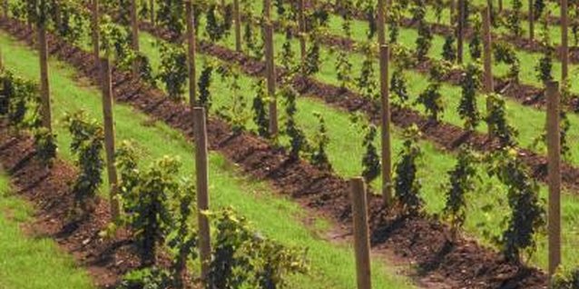 Jupiterimages/Photos.com/Getty Images Grapevines must be pruned back every year.