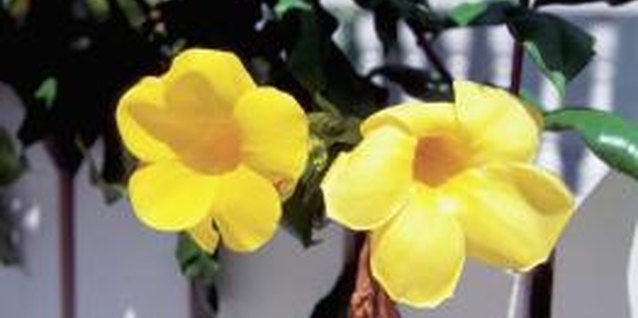 Medioimages/Photodisc/Photodisc/Getty Images While unpleasant, most skin rashes caused by Florida’s vines do not require medical treatment.