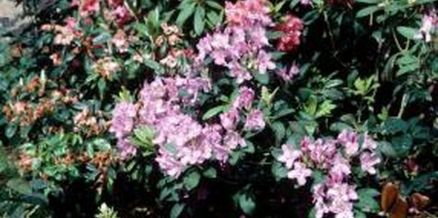 Jupiterimages/Photos.com/Getty Images Rhododendrons range in size from 8 inches to 20 feet tall.
