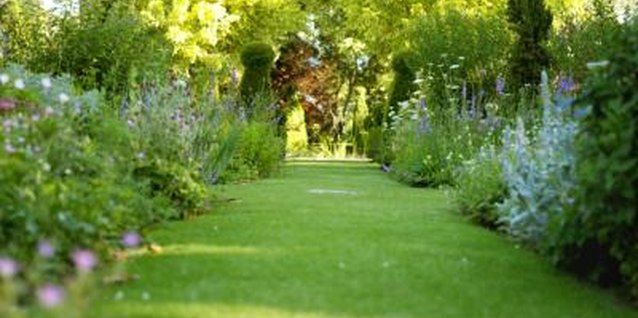 George Doyle/Stockbyte/Getty Images Junipers prefer sunny locations with well-drained soils.