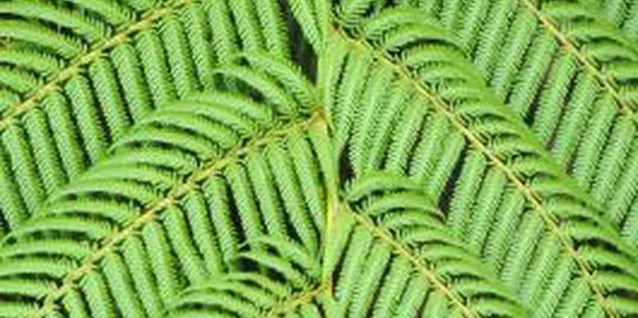John Foxx/Stockbyte/Getty Images When caterpillars are feasting on your Boston ferns, there are usually holes the edge and in the center of the plant's leaves.