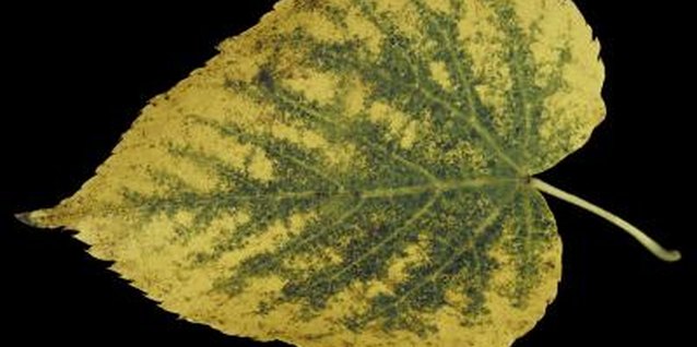 Hemera Technologies/AbleStock.com/Getty Images Basswood or American linden leaves turn yellow-green in fall.