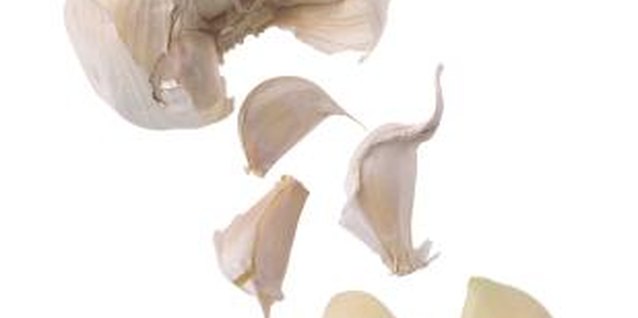 Stockbyte/Stockbyte/Getty Images One planted clove grows into a full-size bulb.