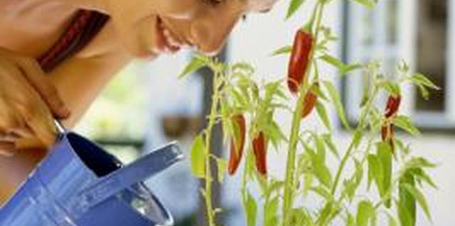 IT Stock Free/Polka Dot/Getty Images Small hot pepper plants probably won't need a support structure.