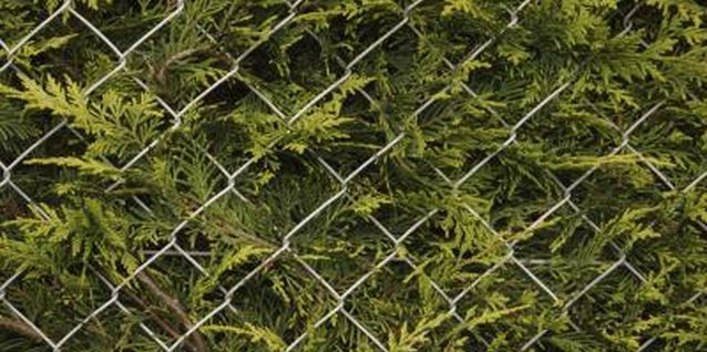 Hemera Technologies/AbleStock.com/Getty Images Dense, evergreen foliage and flat-topped irregular forms make cedars ideal hedge plants.