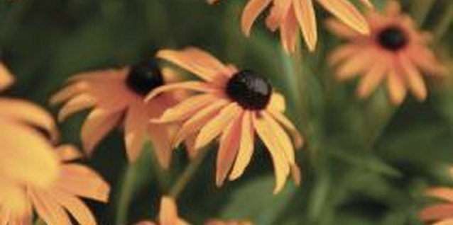 Comstock/Comstock/Getty Images Black-eyed Susans are said to be named for an old English poem.
