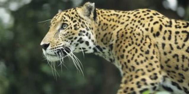 Kim Steele/Photodisc/Getty Images Jungle animals can offer inspiration for children's activities.