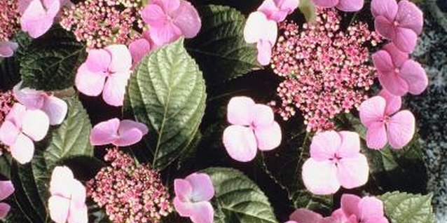 Jupiterimages/Photos.com/Getty Images Pink hydrangea flowers, such as on this lacecap type, result from low soil acidity.