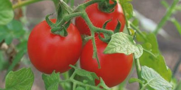 Comstock/Comstock/Getty Images Fertilizers provide tomatoes with essential nutrients to help them thrive.