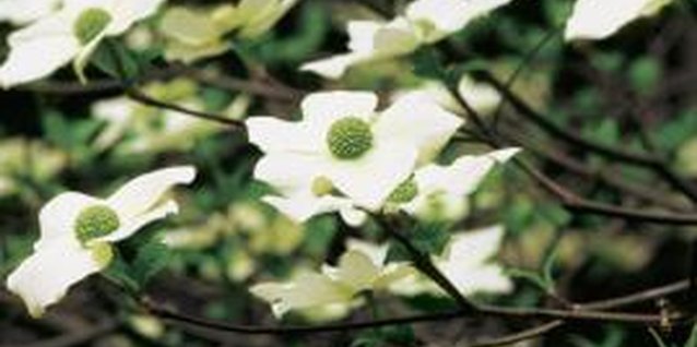 Medioimages/Photodisc/Photodisc/Getty Images Each kousa dogwood bloom sports four pointed white petals, called bracts.