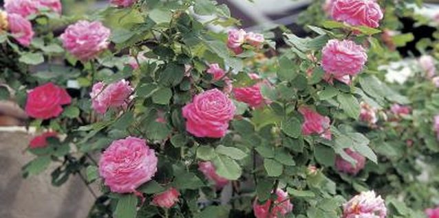 Hemera Technologies/Photos.com/Getty Images Layering can give you a larger rosebush sooner than cuttings.