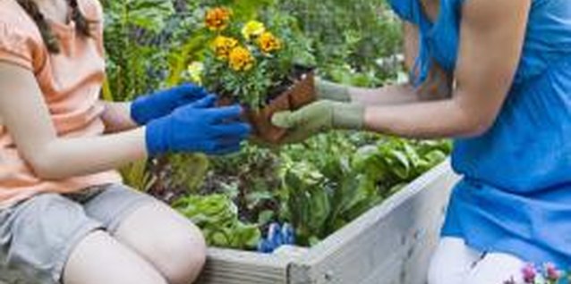 Jupiterimages/Brand X Pictures/Getty Images Lowering pH in raised beds is easier than in large traditional gardens.