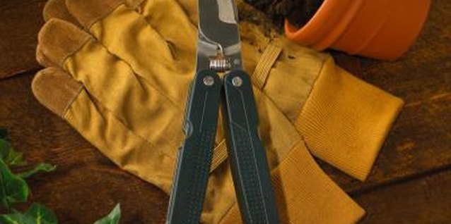 Jupiterimages/liquidlibrary/Getty Images Ensure clippers are sharp and clean before taking cuttings.