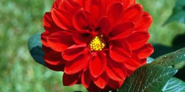 Jupiterimages/Photos.com/Getty Images Dahlias enjoy bright light but not high heat.