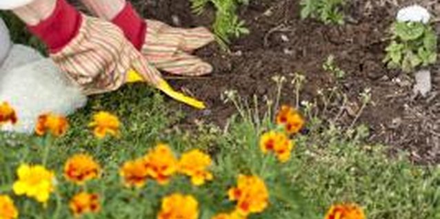 Comstock Images/Comstock/Getty Images Plant the plugs into soil you've prepared well.