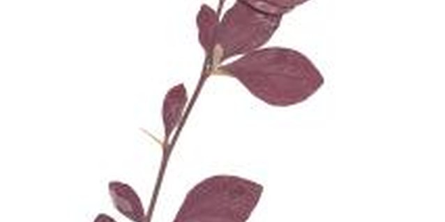 Hemera Technologies/PhotoObjects.net/Getty Images Smoke bush leaves include dark purple, blue-green and lime green varieties.