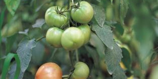 Jupiterimages/Photos.com/Getty Images Corn earworms tend to prefer green, immature tomatoes.