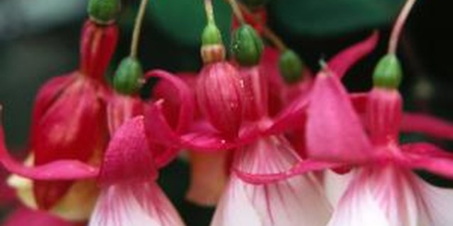 Jupiterimages/Photos.com/Getty Images Remove the small seed pods to keep the flower show going all summer.