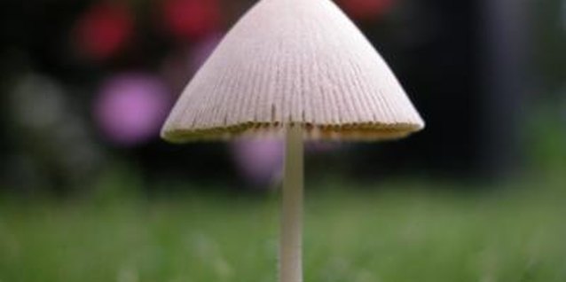 NA/Photos.com/Getty Images Lawn mushrooms pop up quickly after heavy rains.