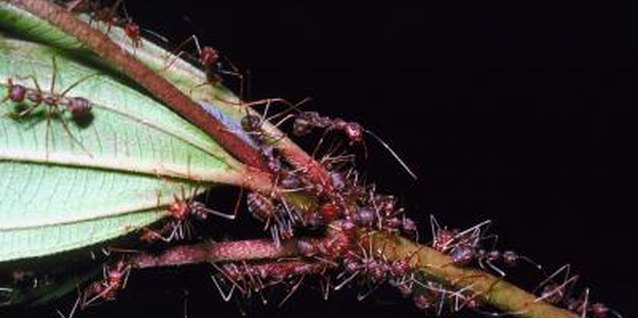 Jupiterimages/Photos.com/Getty Images Ants guard aphids by "tending" or "herding" them.