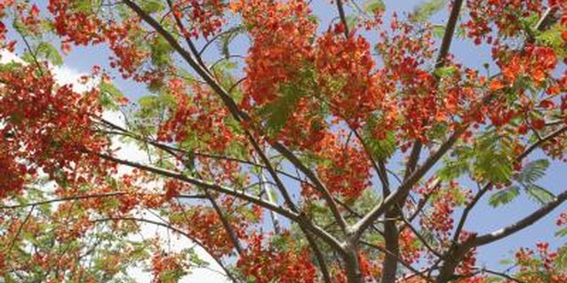 Jack Hollingsworth/Photodisc/Getty Images Royal poinciana can reach up to 40 feet tall and 60 feet wide.